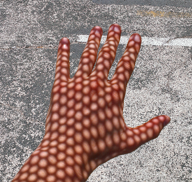 Dog run spotty hand