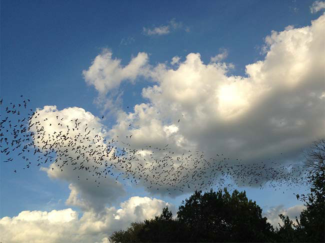 Bracken Bats_2