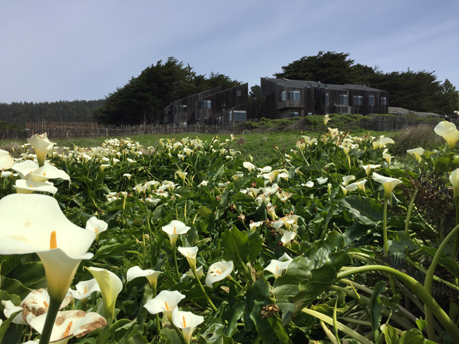 13_Flowers at Sea Ranch